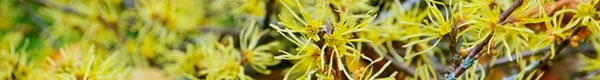 hamamelis